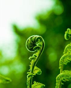 (serving thru 9/2027) I was fortunate to have moved many times while growing up in a military family. I was born in Japan and lived in Colorado, Arkansas, New Mexico, Alabama, Missouri, ICELAND! and Delaware. I attended college in Missouri and Ohio (go Buckeyes!) and moved to southern Tennessee to live on The Farm, the largest collective/commune in the country in 1973. After 12 years in Tennessee, my family settled in northern New Jersey for 30 years when my husband’s company moved its operations there. My husband, Steve, and I made the big move west to Olympia in 2015, following my son who attended Evergreen, graduating in 1999. I have enjoyed exploring the forests, creeks, lakes and sea but have much more to see and do! I became interested in the Community Sustaining Fund while working as a volunteer cashier at the Olympia Food Coop. After my friend Desdra passed away in 2023, I reached out to CSF about joining the team. Desdra Dawning had been on the CSF Board and had spoken many times about the great work of CSF and the wonderful like-minded people involved. I joined the CSF Board in March of 2024.